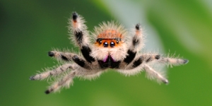 Googla "cute spider" yaaay